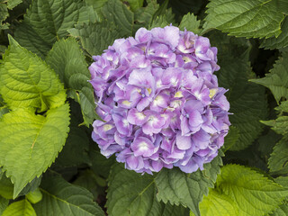 Purple hydrangea flower head with greenery background