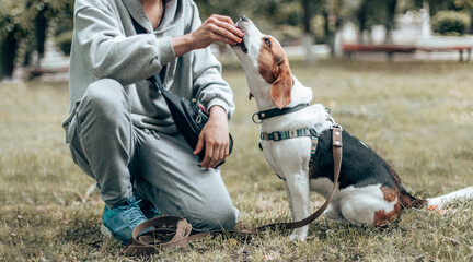 Young beautiful beagle puppy is eating some dog food out of humans hand outside at summer time