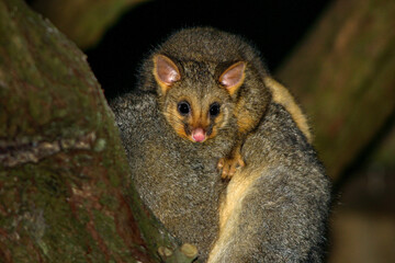 Cute baby Australian Brushtail Possum on mothers back