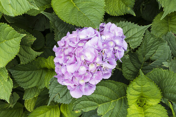 Pink hydrangea flower head with greenery background