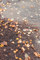 Golden multicolored wet maple leaves cover in autumn forest or park