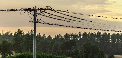 Ptaki na drutach eletrycznych
