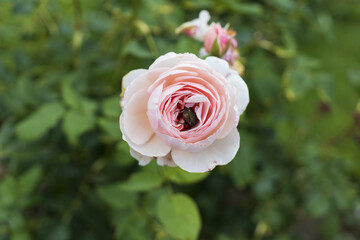 Pink English rose flower with beetle inside on greenery background