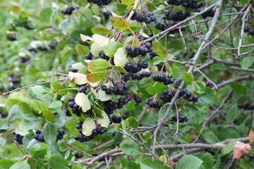 aronia berries on a bush