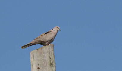 Eurasian collared dove