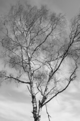 Einzelner Baum in schwarz weiss mit Himmel