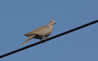 Eurasian collared dove