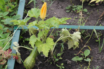 zucchini in a vegetable garden