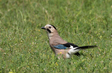 Eurasian jay (Garrulus glandarius)