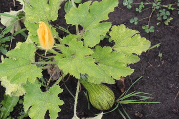 zucchini in the garden