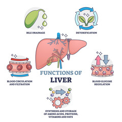 Functions of liver as body organ description outline collection. Educational labeled anatomical explanation with inner poison detoxification, glucose regulation and bile drainage vector illustration.