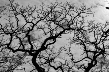 Einzelner Baum in schwarz weiss mit Himmel
