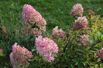 pink hydrangea flowers in the garden