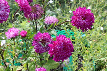 aster flowers in the garden