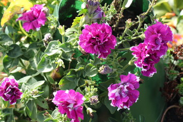 pink petunia flowers