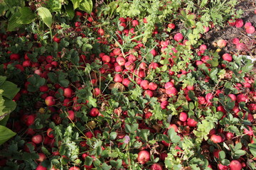 red apples on a ground in the garden