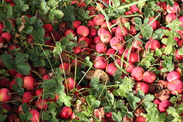 red apples on a ground