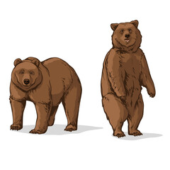 Vector illustration of a Bear. Two bears, isolated on a white background.