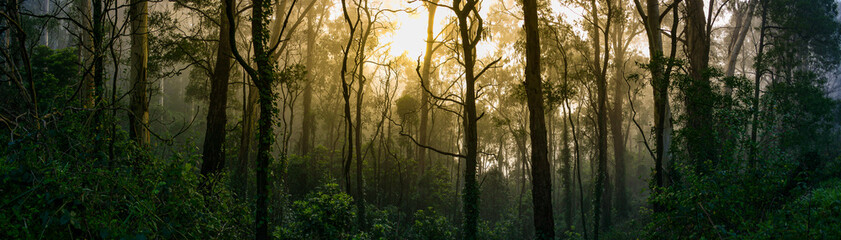 Misty atmosphere filling the dense undergrowth of the rainforest. Golden sun glowing through the...