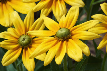 Black-eyed Susan (Rudbeckia hirta). Called Brown-eyed Susan, Brown Betty, Gloriosa Daisy, Golden Jerusalem, Poorland Daisy, Yellow Daisy and Yellow Ox-eye Daisy also