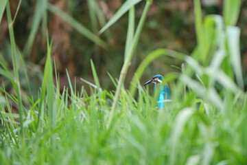 kingficher - Alcedo atthis, on a twig among the tall grass of a river. Malaga, Spain.