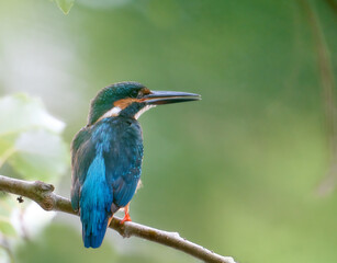 Full body portrait of a kingfisher - Alcedo atthis, on a twig with a nice green background with bokeh effect. Malaga, Spain.
