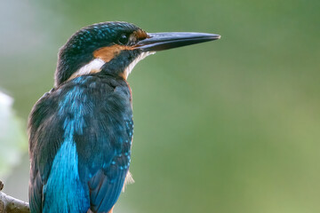 Half-length portrait of a kingfisher - Alcedo atthis, on a twig with a nice green background with bokeh effect. Malaga, Spain.