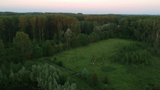 Flock of cows grazing in meadow surrounded by dense forest, aerial evening view