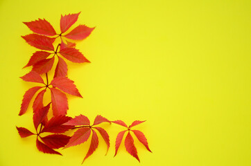 Naklejka na ściany i meble Yellow and red dry autumn leaves on a yellow background with a copy space. Autumn background, flat lay, pattern.
