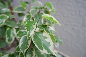 ベンジャミン・ゴールデンプリンセス