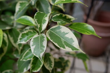 ベンジャミン・ゴールデンプリンセス