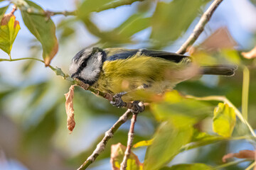 blue tit perched on a tree branch