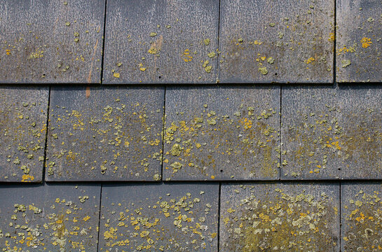 Fibre cement roof slates with algae and lichen growing on them. These composite slates are a cheaper alternative to costly pure slate and weigh less. 