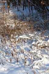 winter season in the forest or in the park