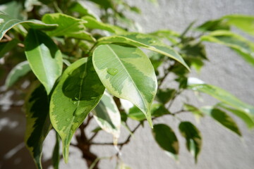 ベンジャミン・ゴールデンプリンセス