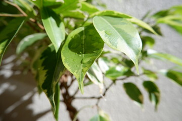 ベンジャミン・ゴールデンプリンセス