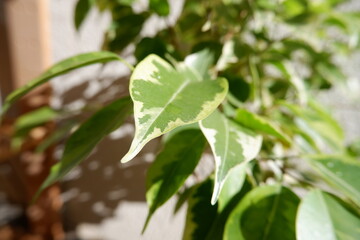 ベンジャミン・ゴールデンプリンセス