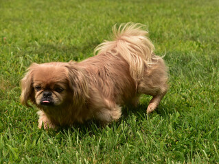 Adorable Pekingese Dog Playing Outside in Grass
