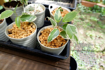 ベンジャミン・ゴールデンプリンセス