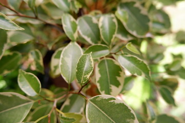 ベンジャミン・ゴールデンプリンセス