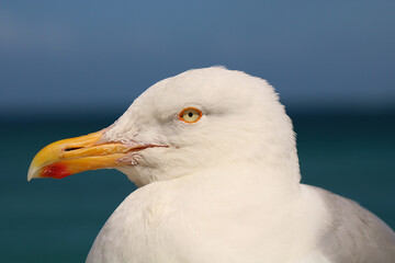 Close up image of a Herring Gull in full sun. Shows how sharp and powerful their beak is.