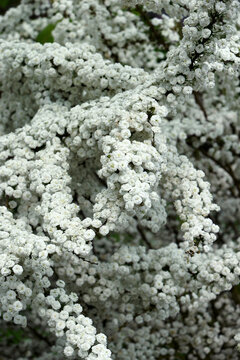 Bridalwreath spirea (Spiraea prunifolia).