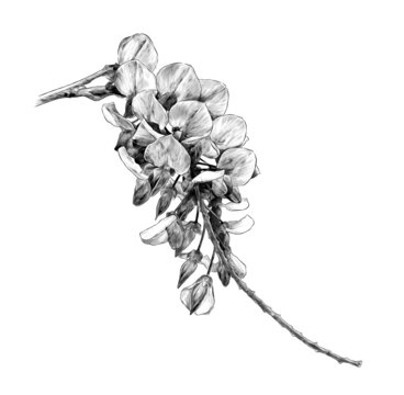 wisteria flower branch, sketch vector graphics monochrome illustration on a white background