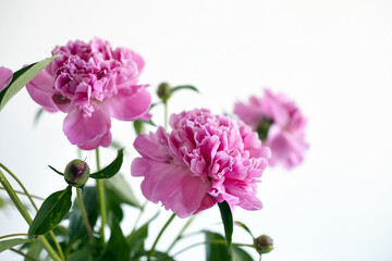 Bouquet of pink peony flowers on white wall background