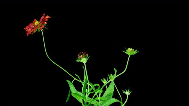 Blooming red Gaillardia on a black background, time lapse, alpha channel, flowering cycle of several Gaillardia flowers, symbiosis of a flower with insects 4k video