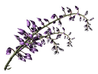 wisteria flower a thin twig with closed buds that have not yet opened, sketch vector graphics color illustration on a white background