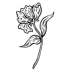 Flower with stem and leaves. Hand drawn vector illustration. Monochrome black and white ink sketch. Line art. Isolated on white background. Coloring page.