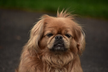 Looking into the Sweet Face of a Pekingese Dog