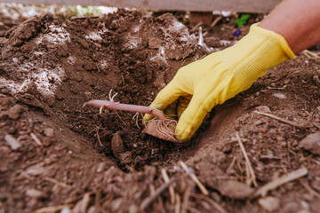 Close up of gardener planting potato in the ground