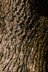 the bark of a tree with the features of its structure